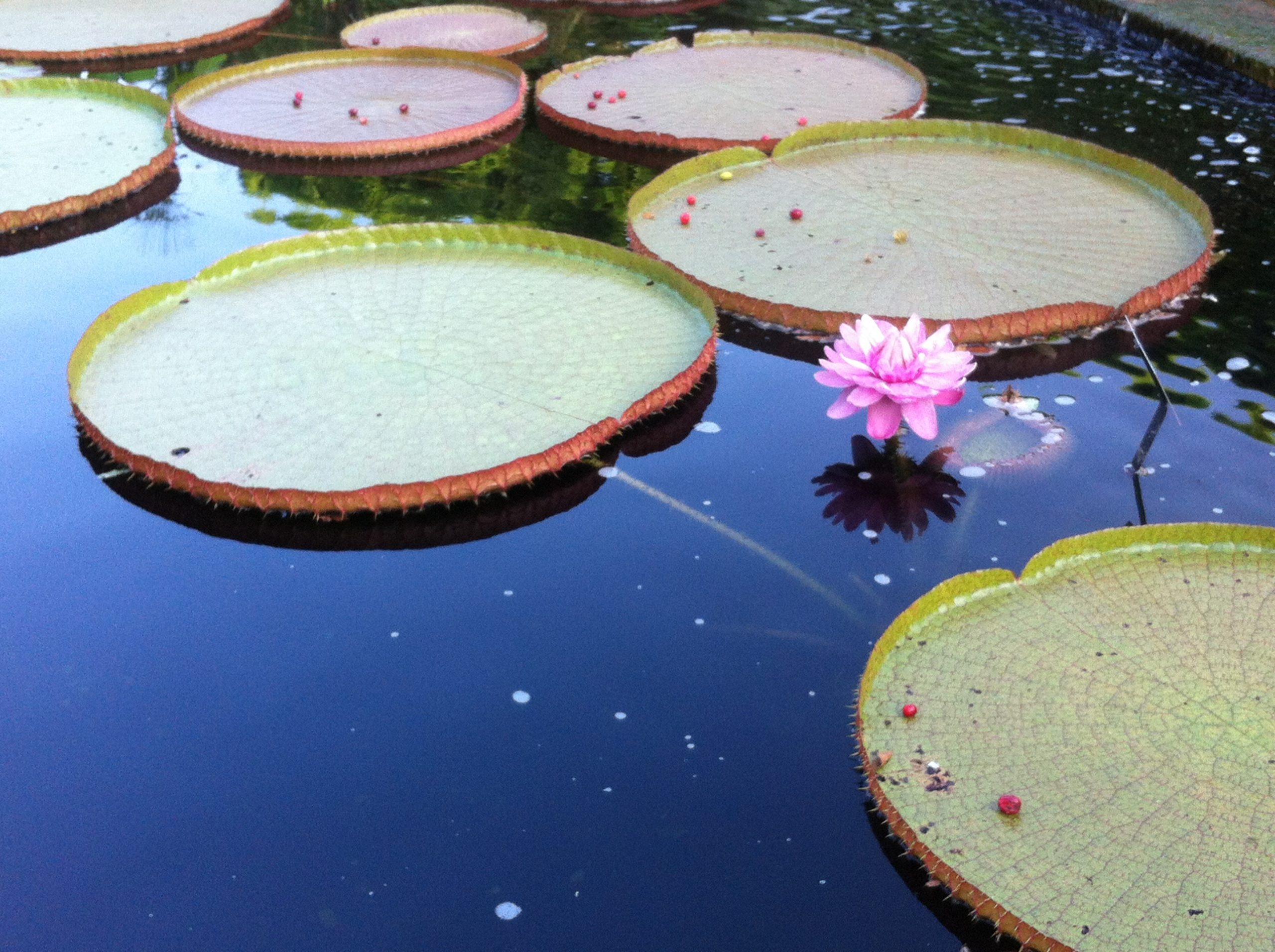 Chicago Botanic Garden Lily pond