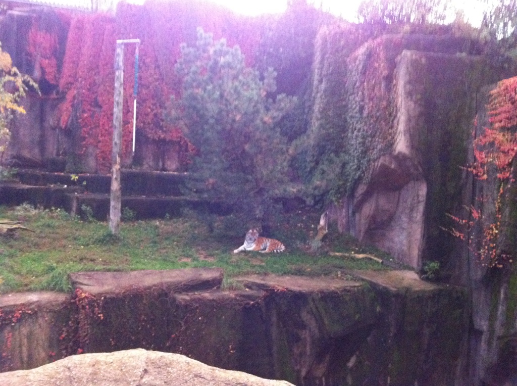 Lincoln Park Zoo Amur Tiger
