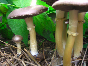 community gardens mushrooms