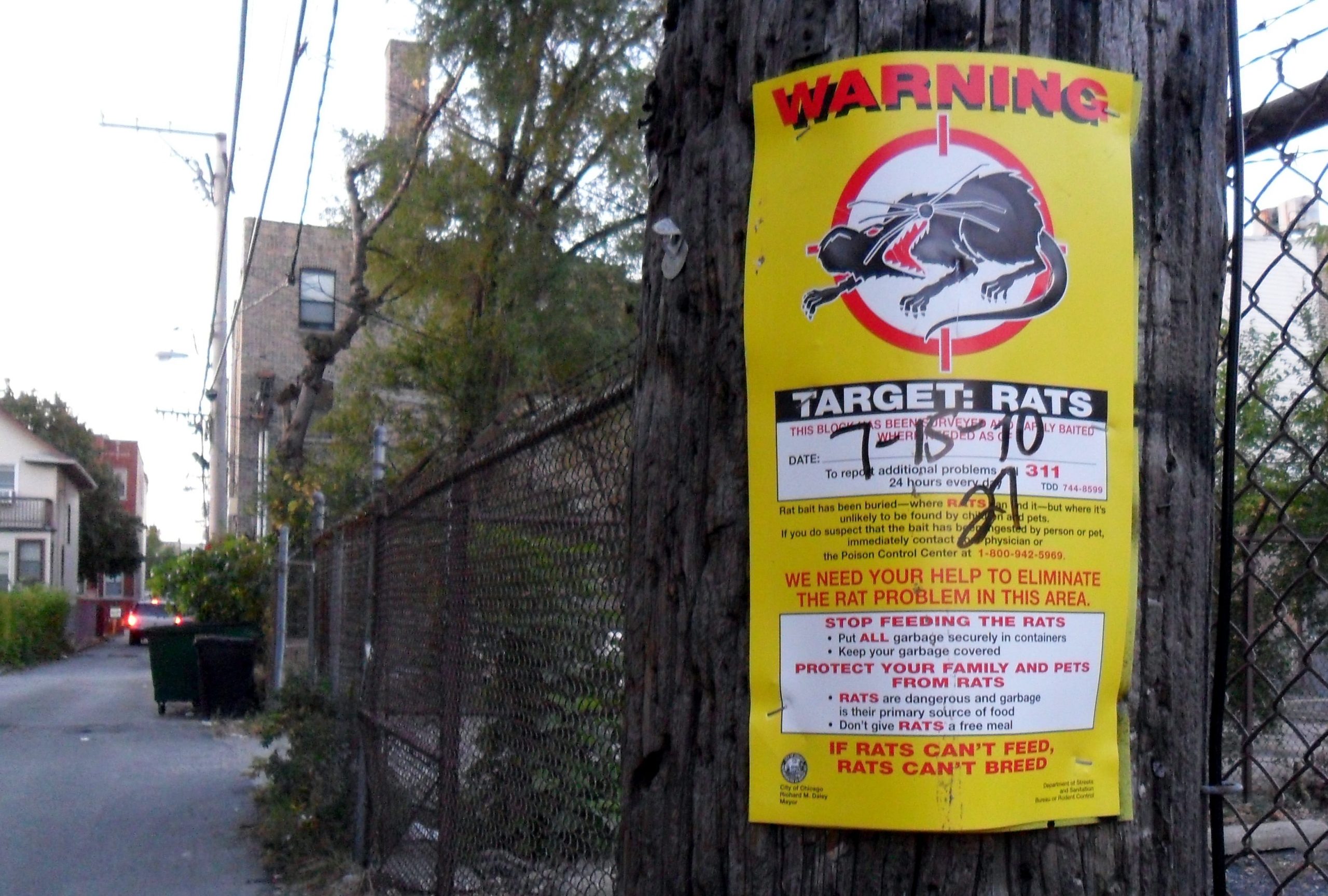 chicago alleys rats poster