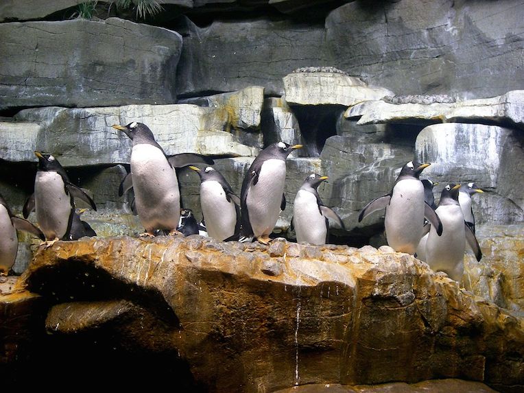 chicago gift guide 2016 shedd aquarium adopt an animal penguins