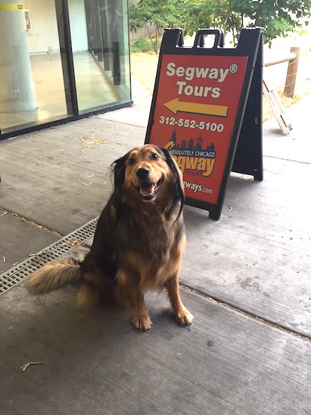 chicago segway tour dog
