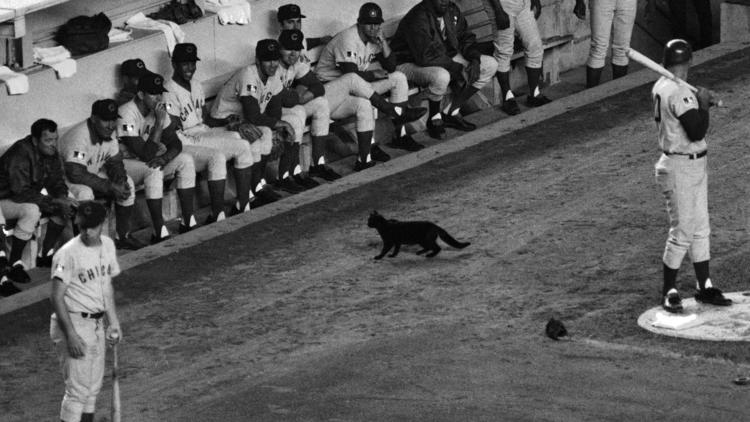 curse of the billy goat chicago cubs ron santo black cat 1969 shea stadium