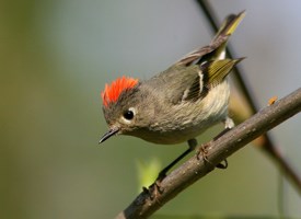 Hull House Ruby Crown Kinglet