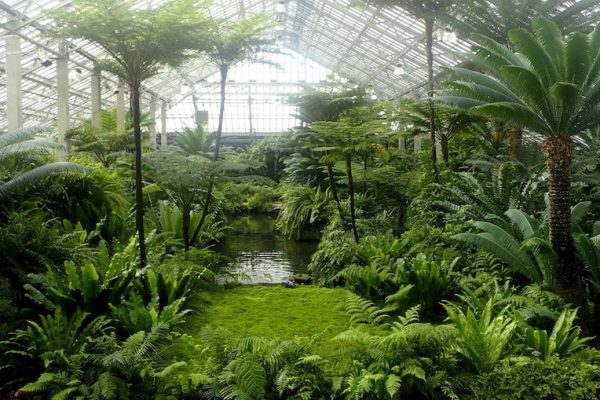 Garfield park conservatory fern room jens jensen