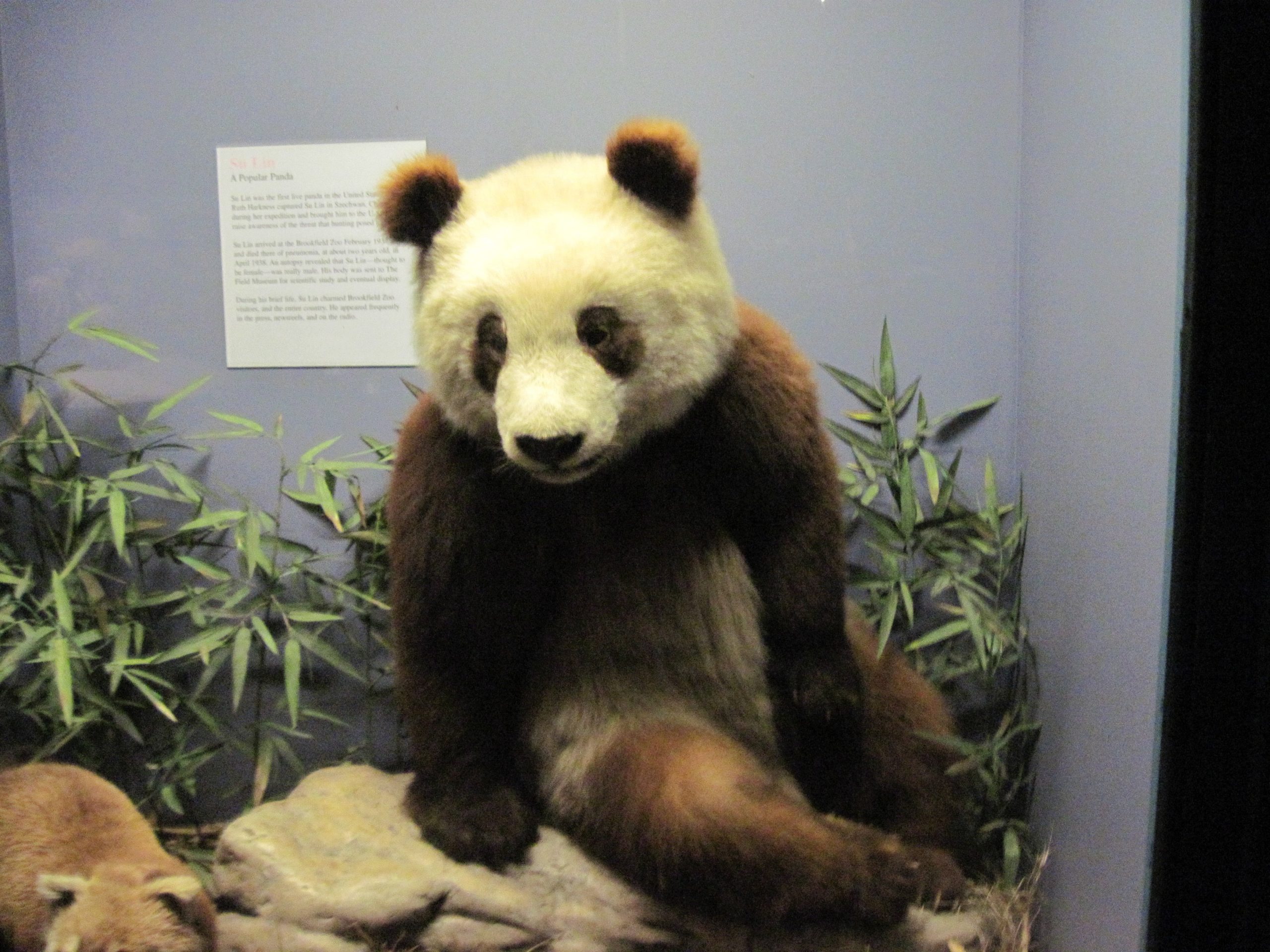 Su Lin Field Museum Chicago giant panda Chicago history podcasts